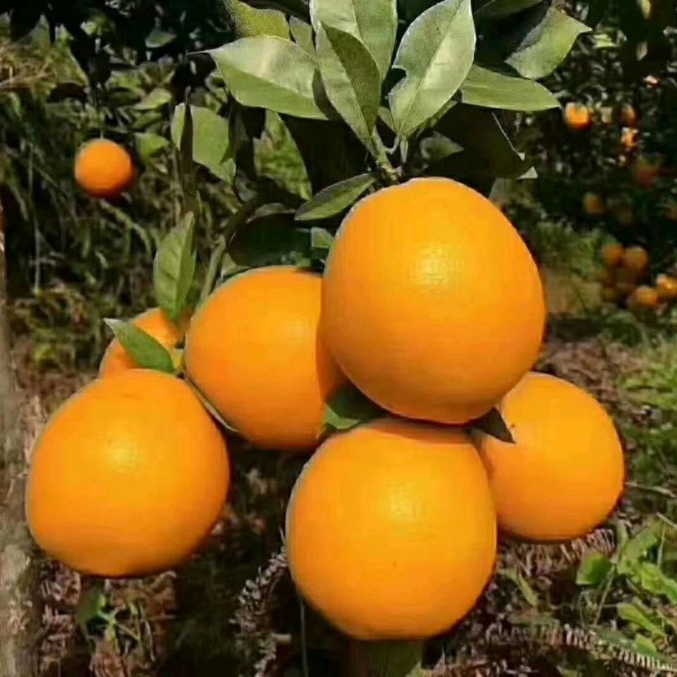 悟道发财