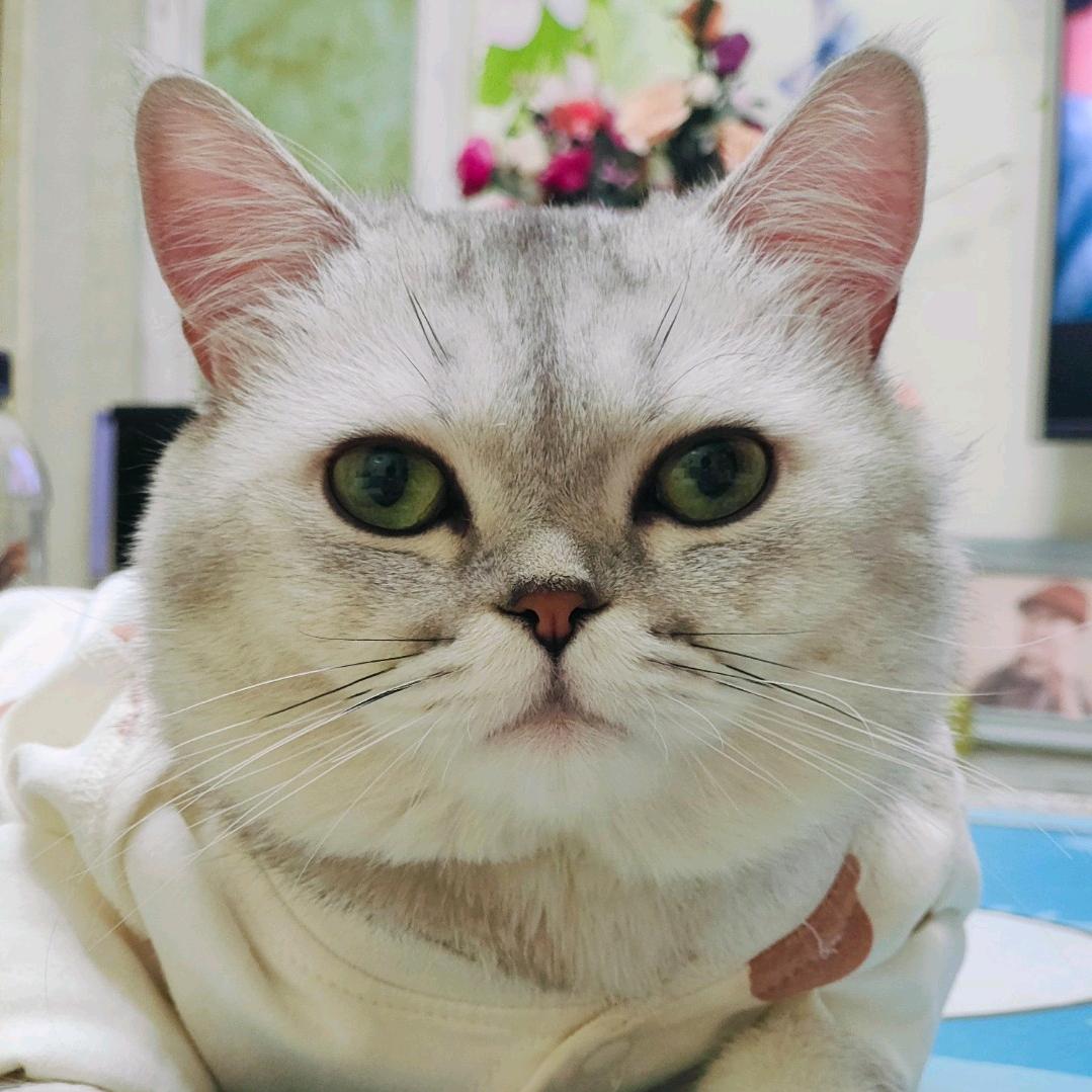 番茄你个马铃薯