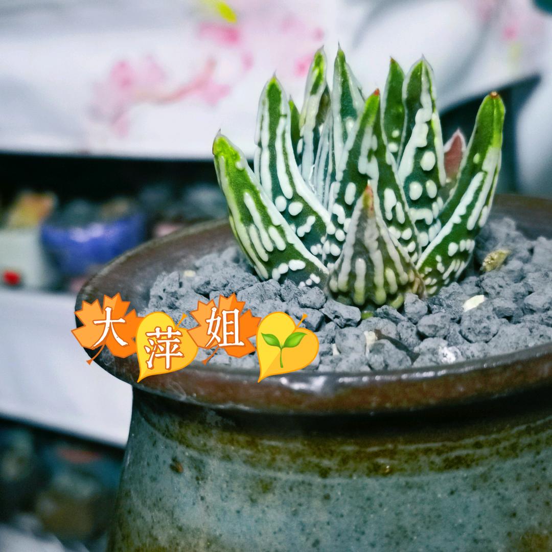 大萍姐的花生活