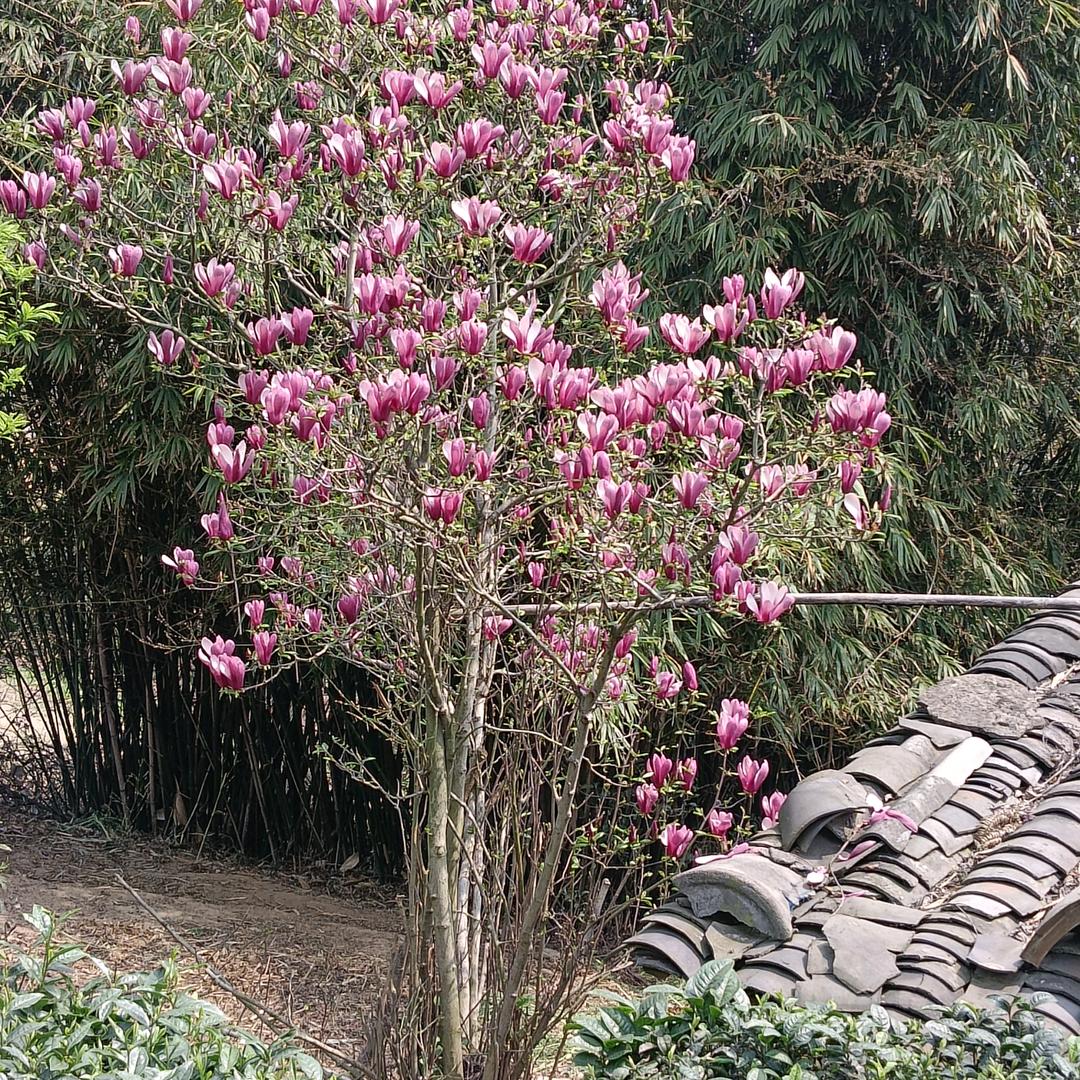 山中人