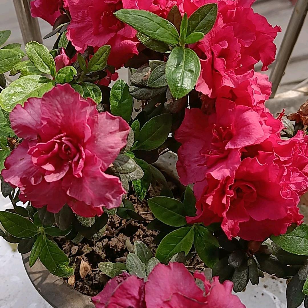 梦里献花