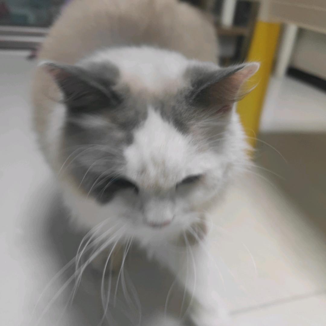 忘莜草