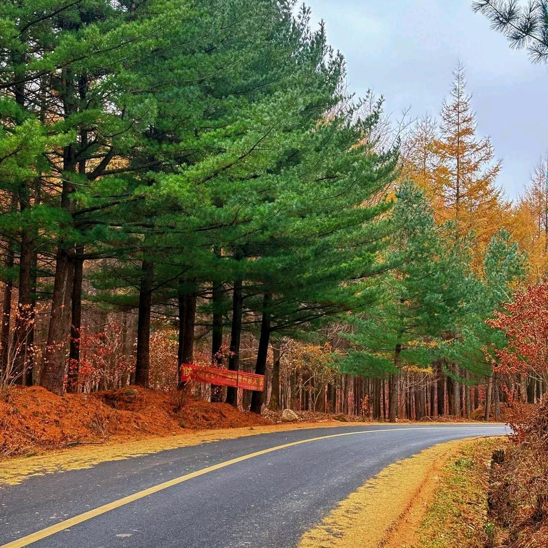 挖野菜的宝钏啊