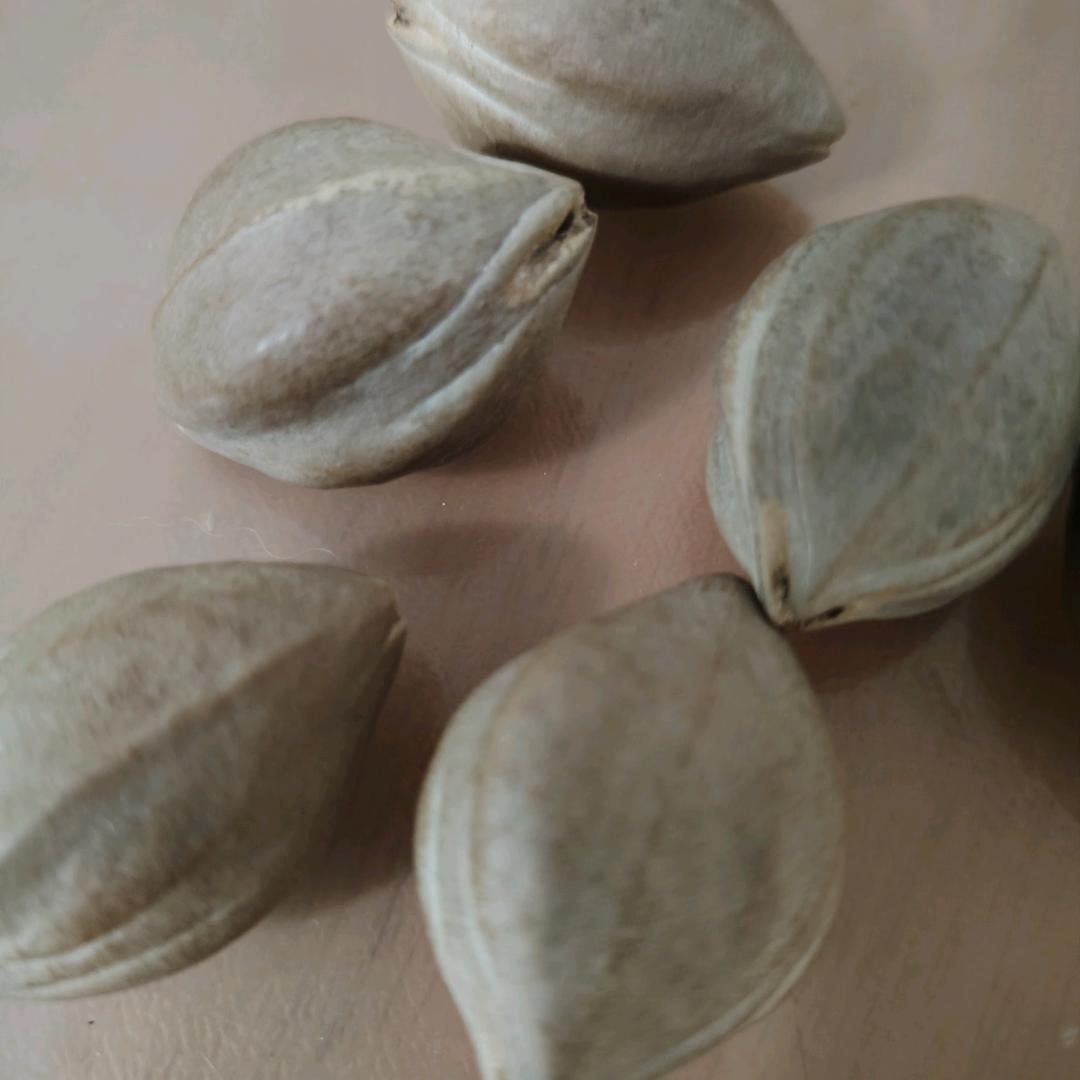 黄氏黑榄