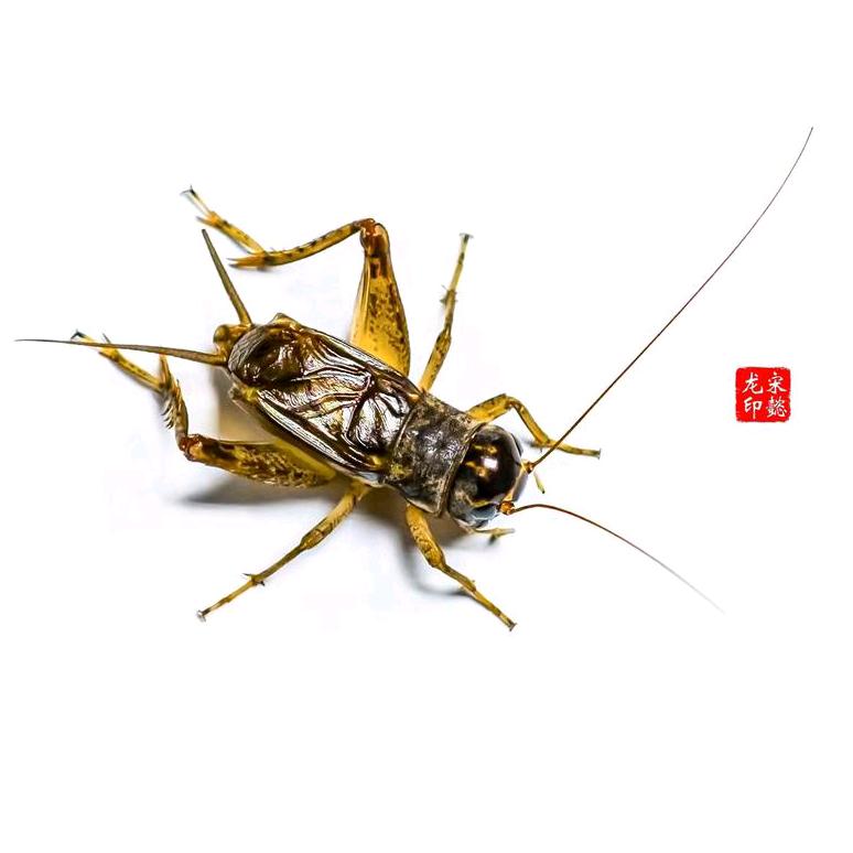 三秋往事