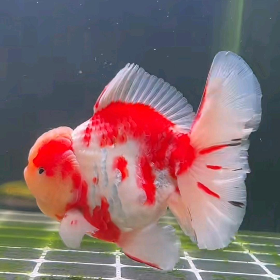 鱼悦小栈