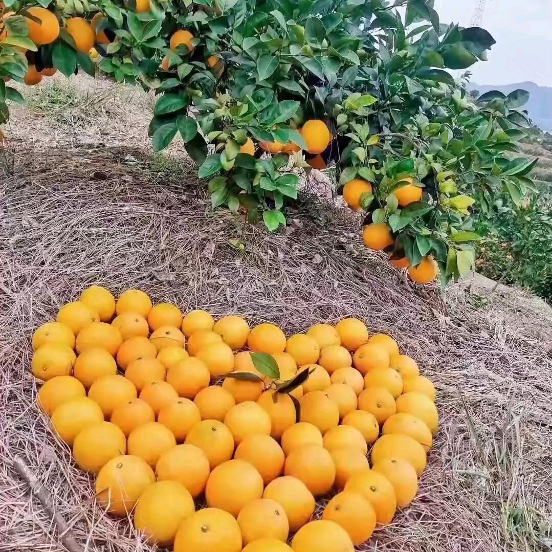 正宗江西《赣南脐橙》🔥