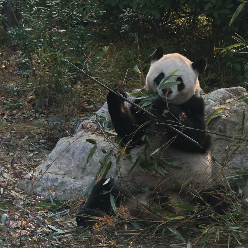 不太绿的菠菜