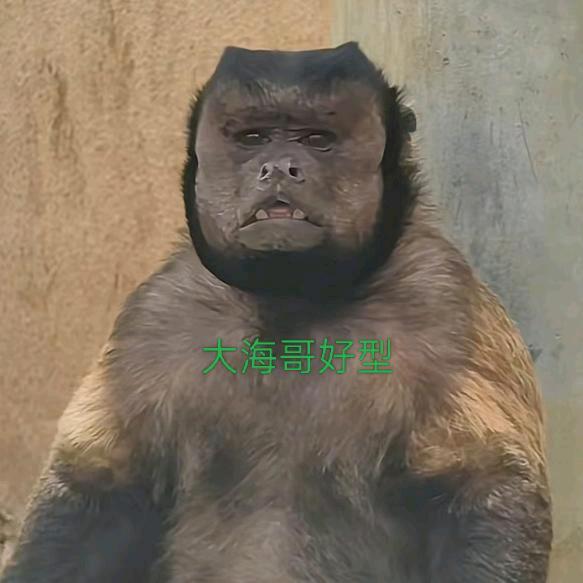 风是自由的   你们都不是
