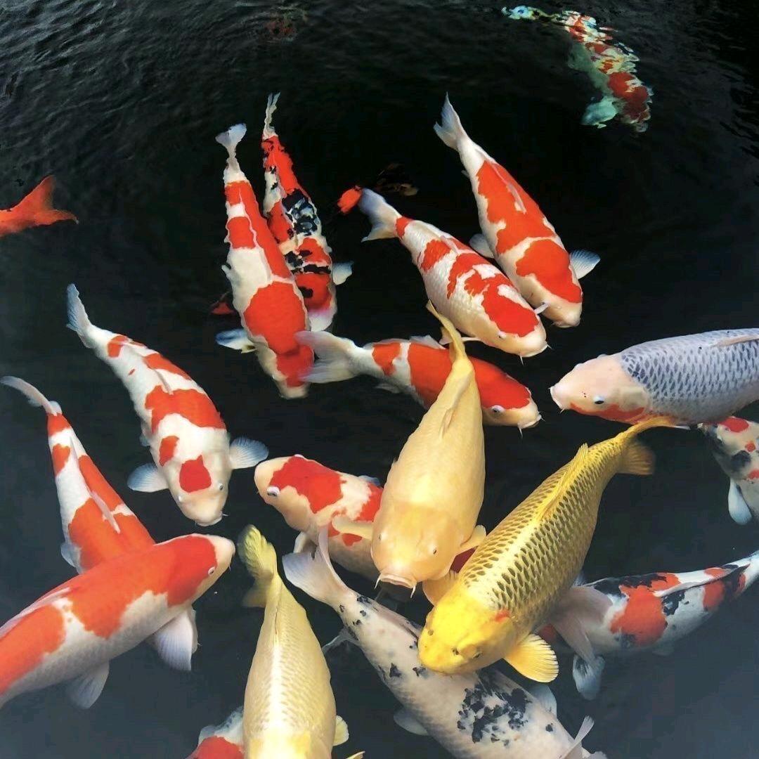 大卖蝴蝶鲤和锦鲤