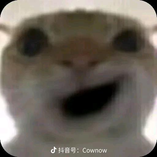 咕咕基(三角洲行动)