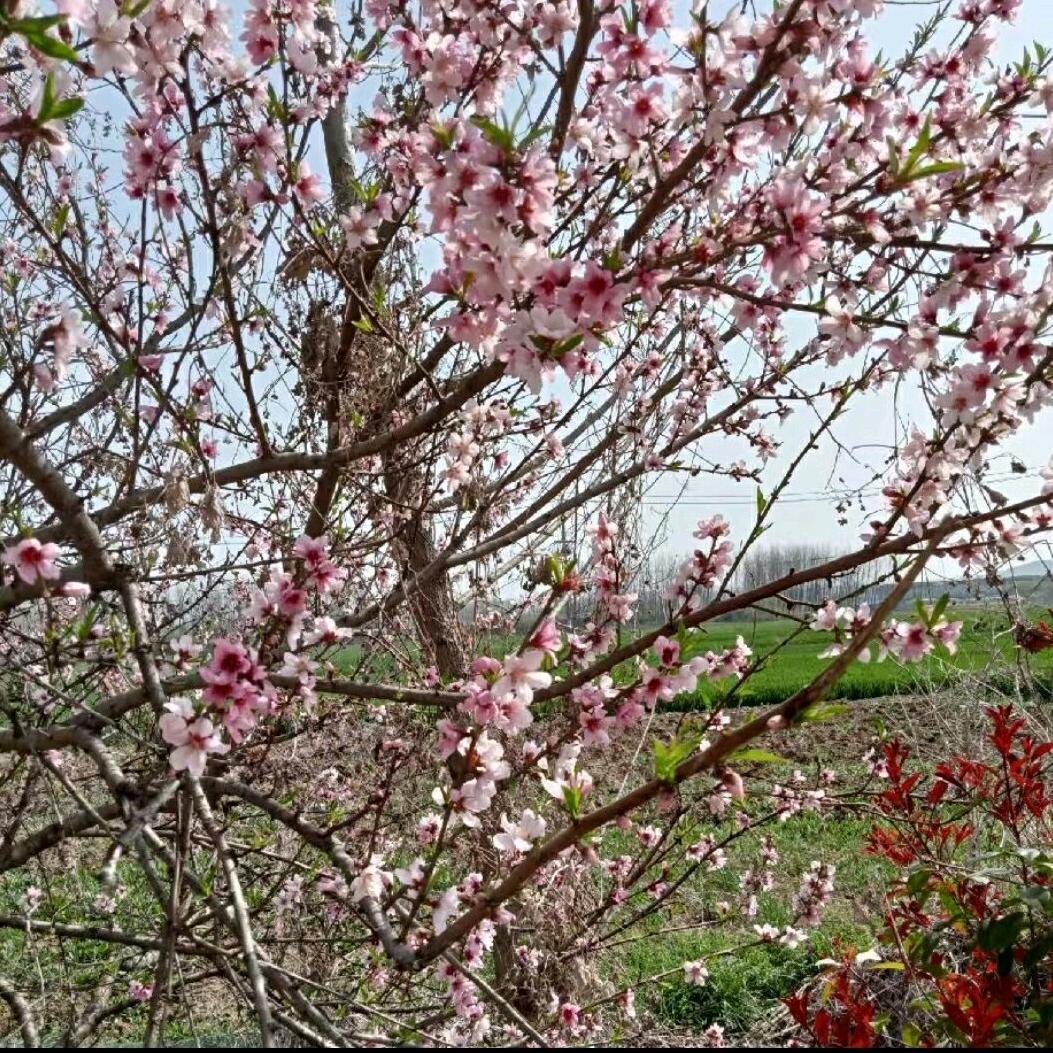 芳草