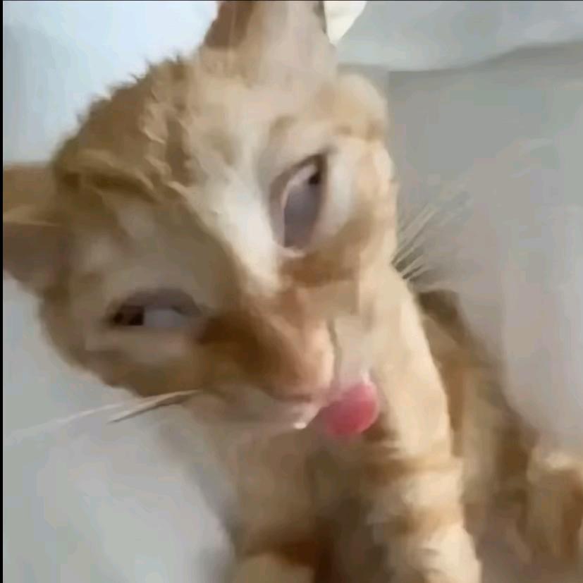 罗德岛调酒羽师傅