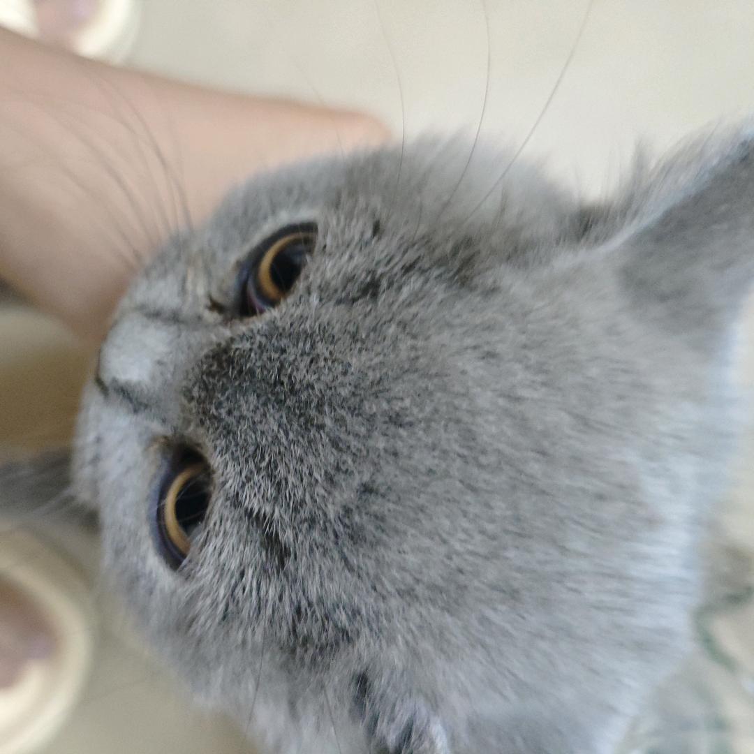 lll🐱（买🐱私聊）