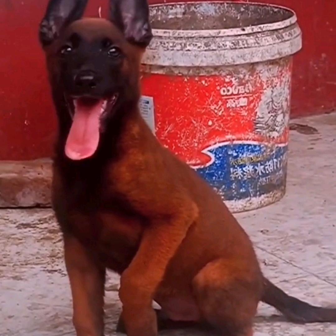 唯爱马犬