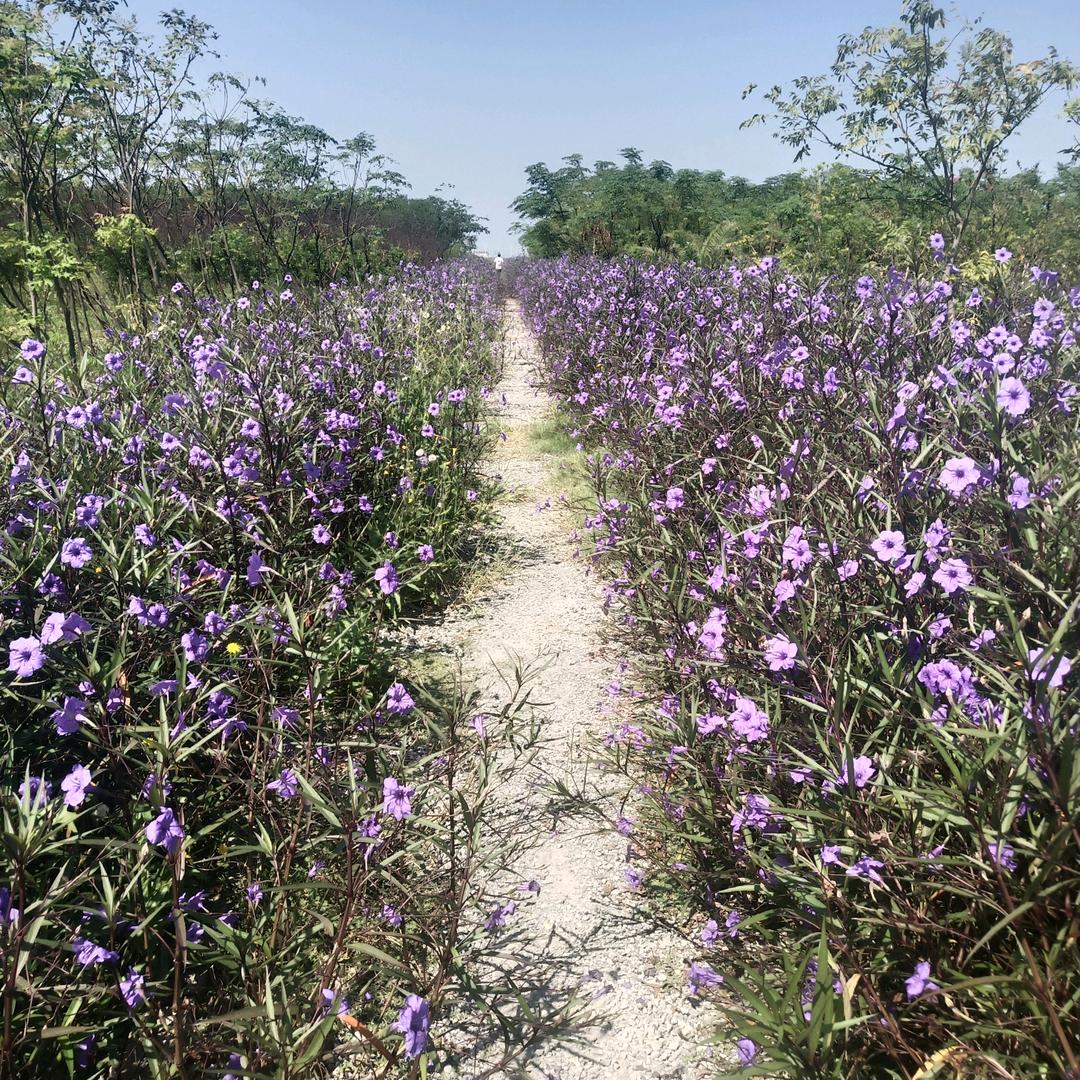 爱随浪花飘去远方…