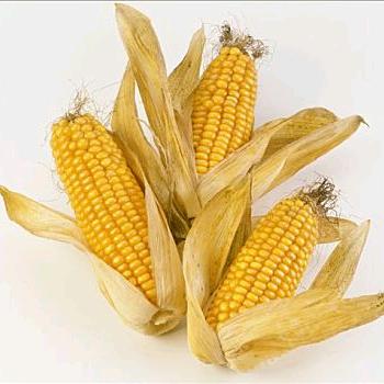 玉米种子（农科院）