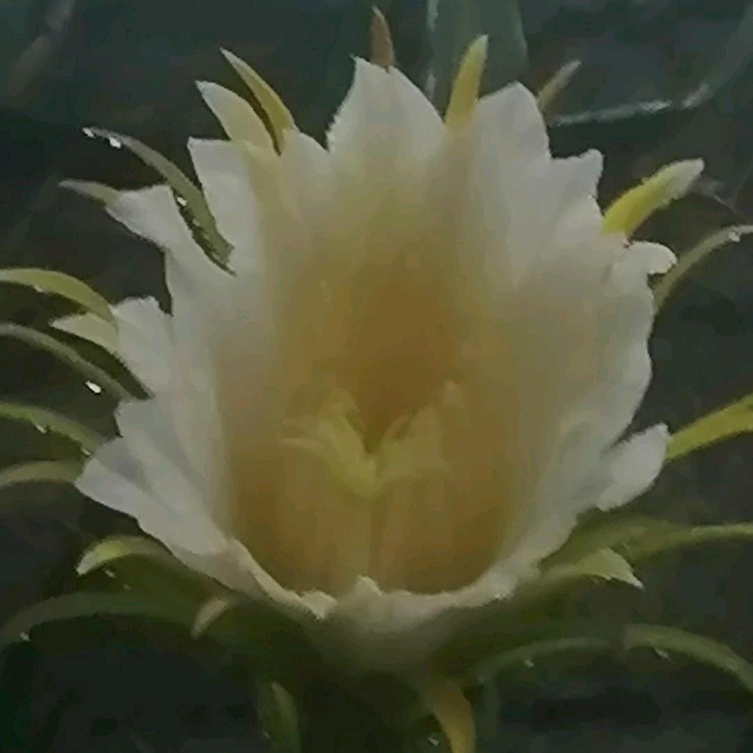 🐉🌹