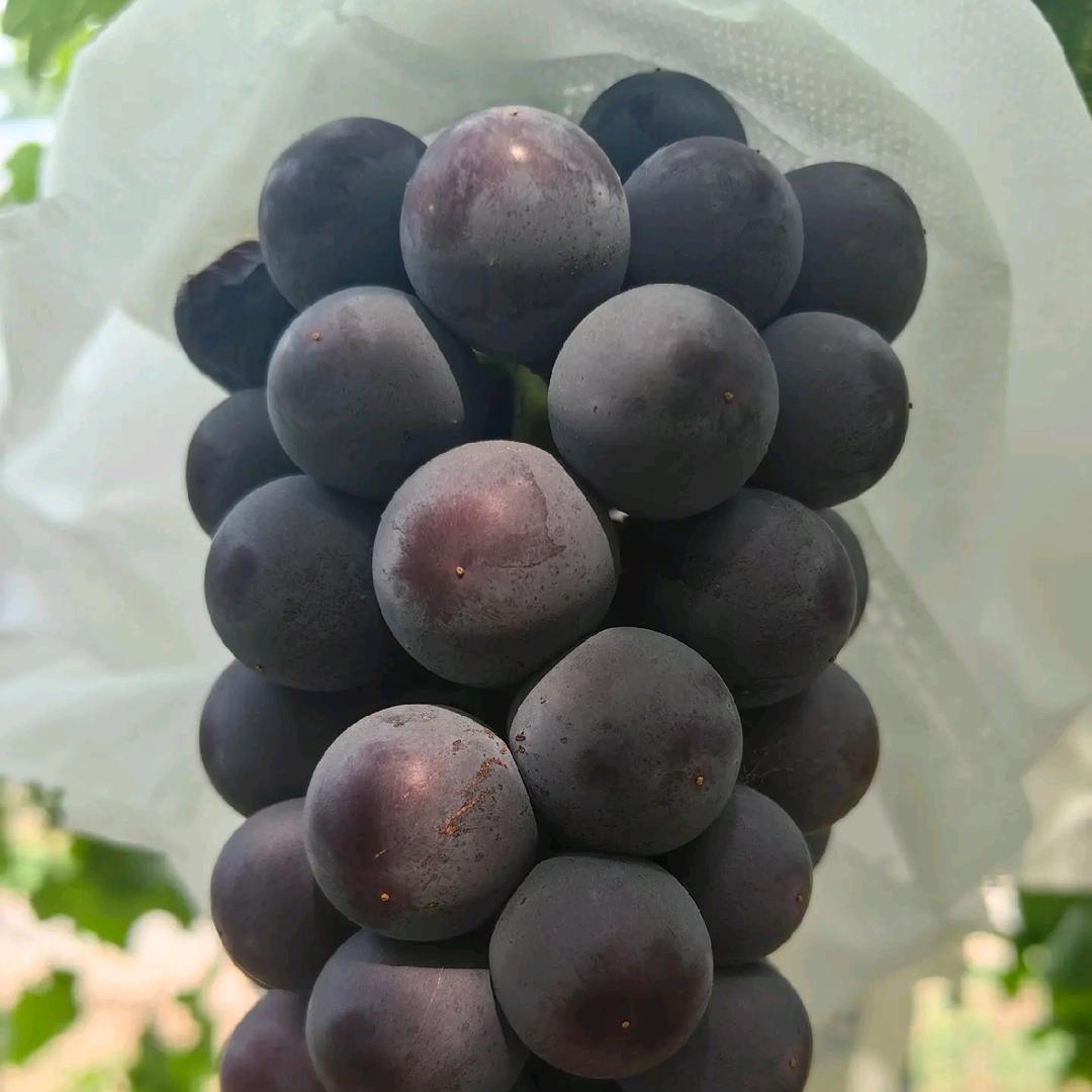 小王葡萄苗木基地