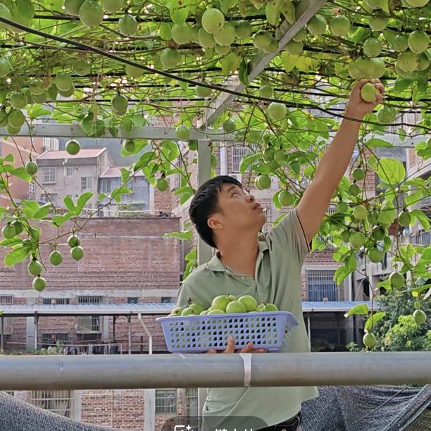 种植爱好者(小黄)