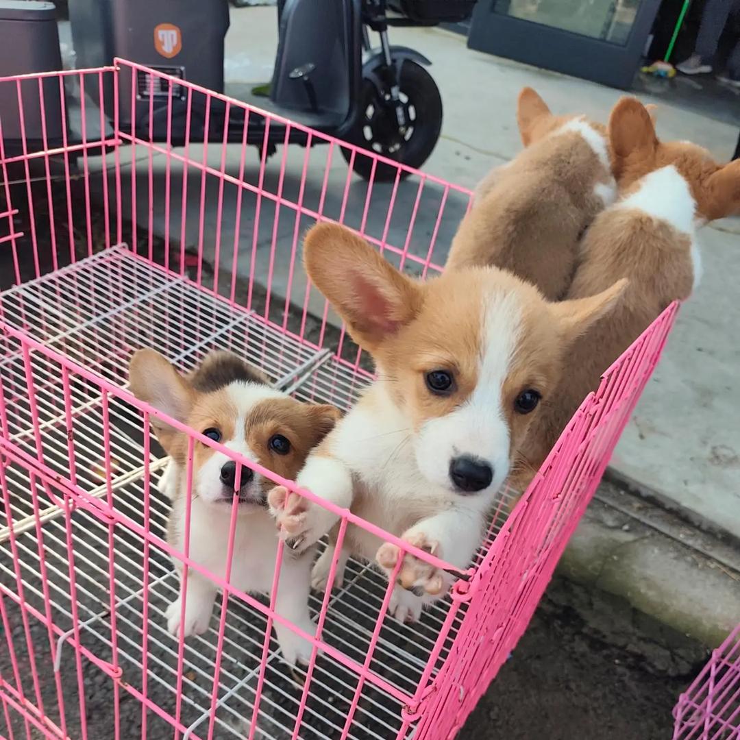 泉州萌宠推荐官（看宠物打主页☎️）