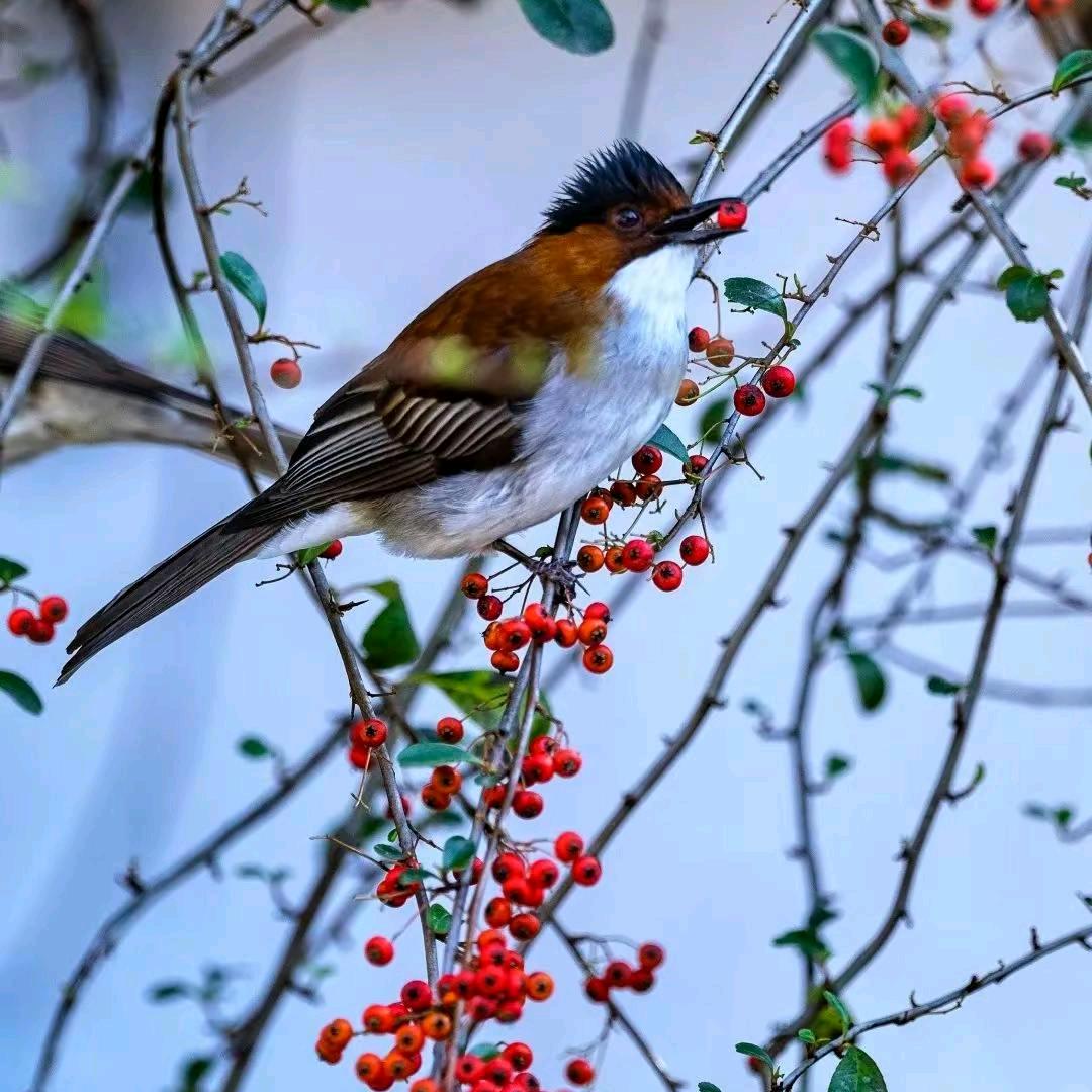 书任（元宝913）