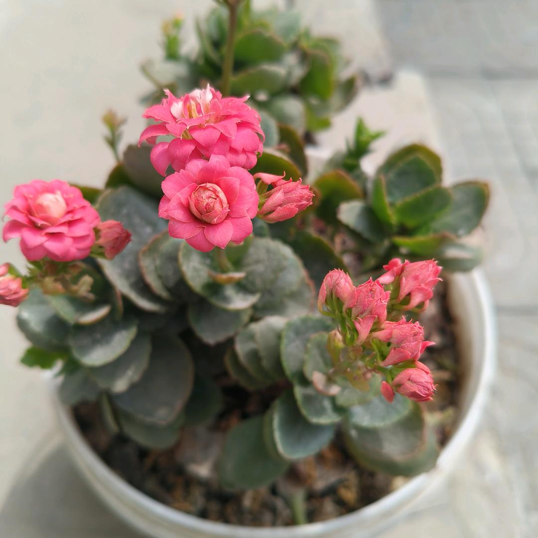 一兮💅💅如梦