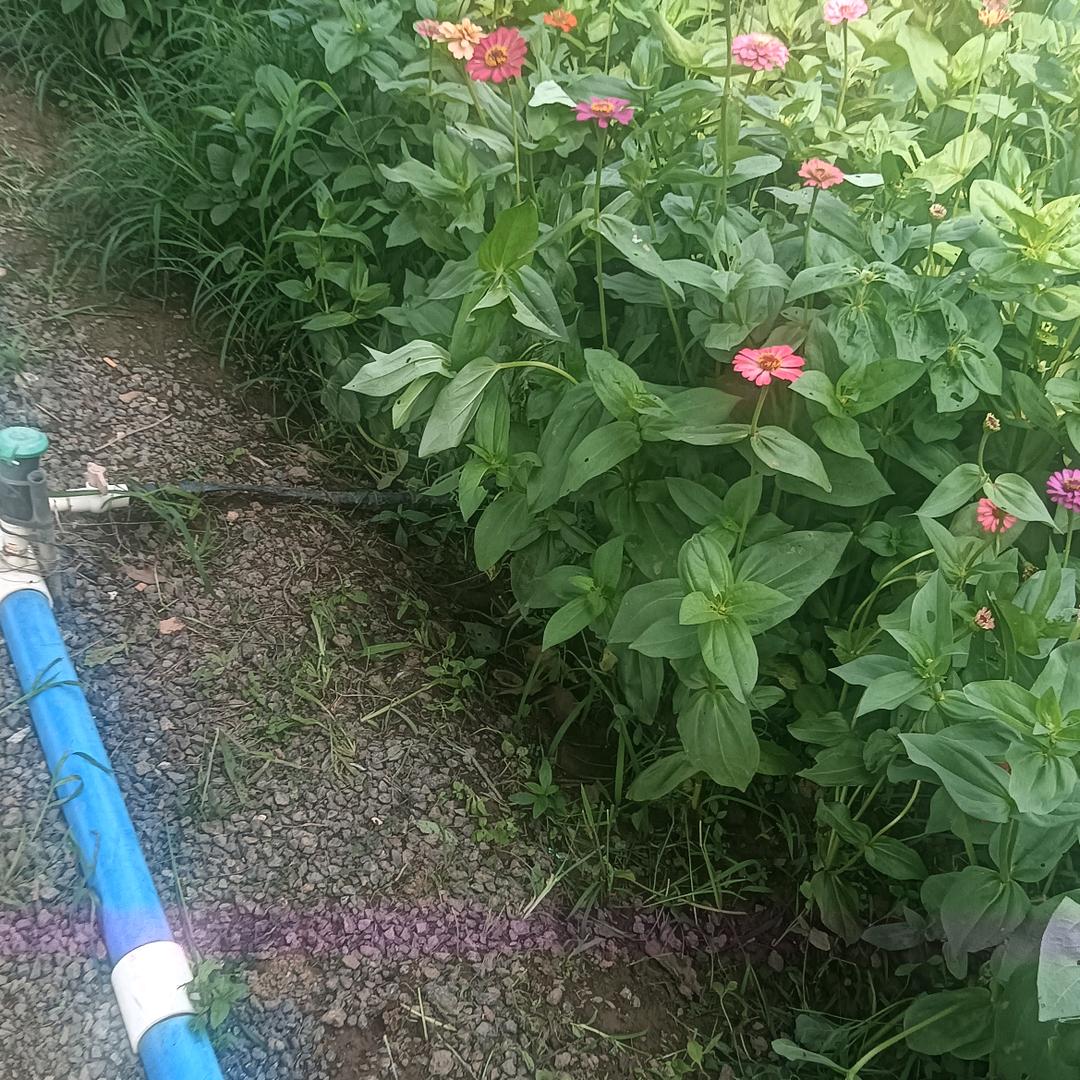 柠檬小肉丸
