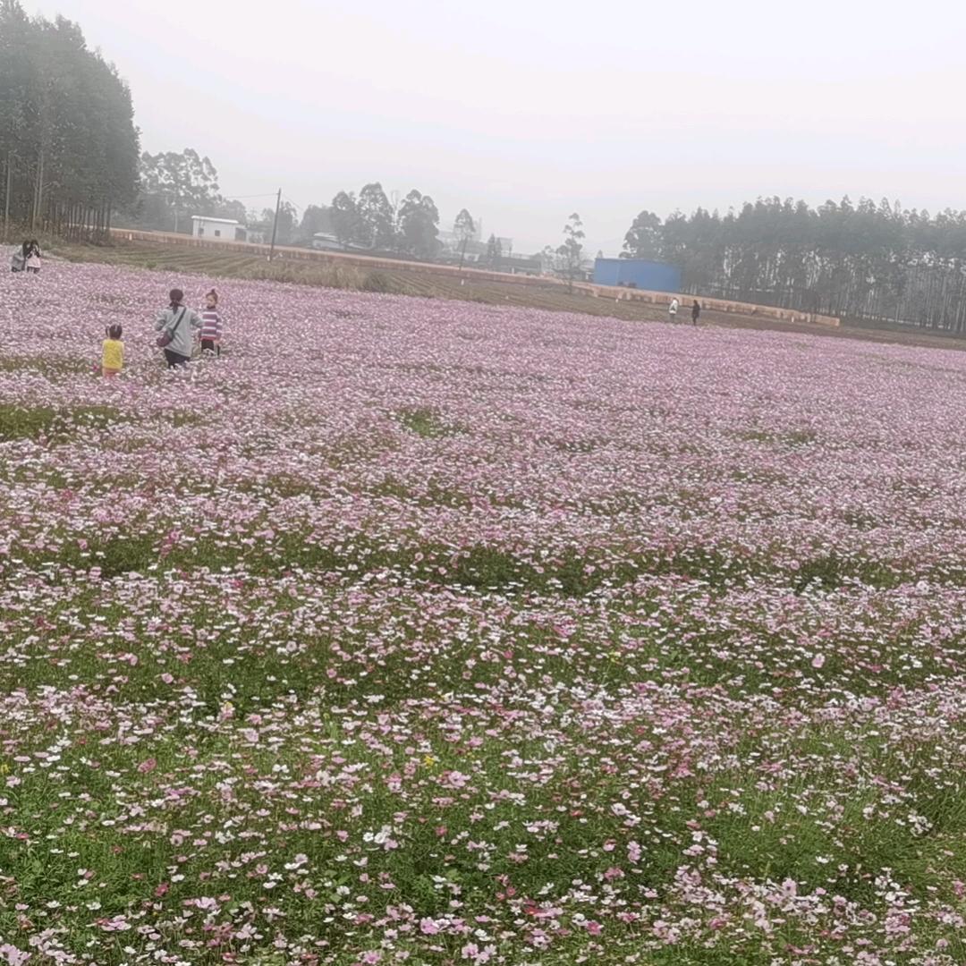 椰子🍃🍃🍃🍃🍃