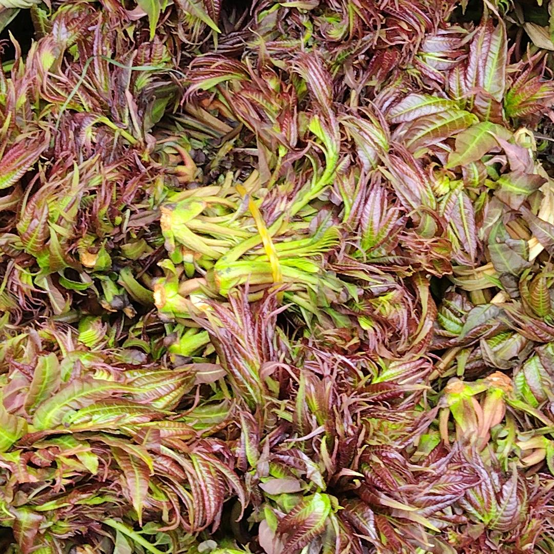 爱情输给了时间