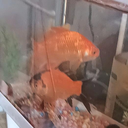 鱼得水