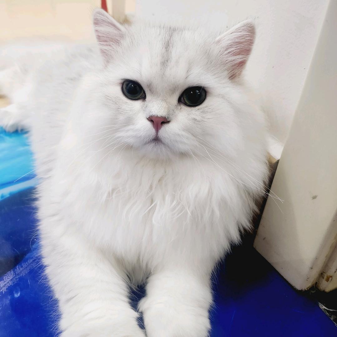 肥猫混混