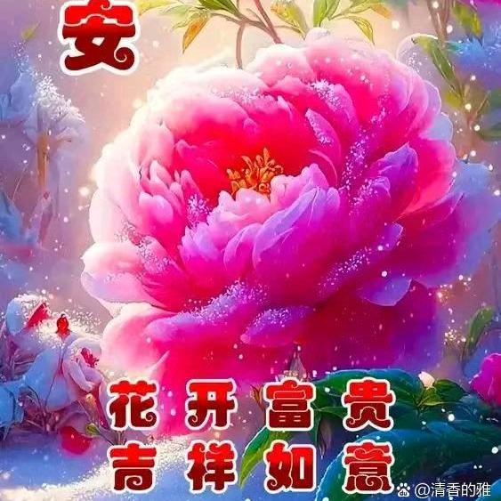 黑玫瑰