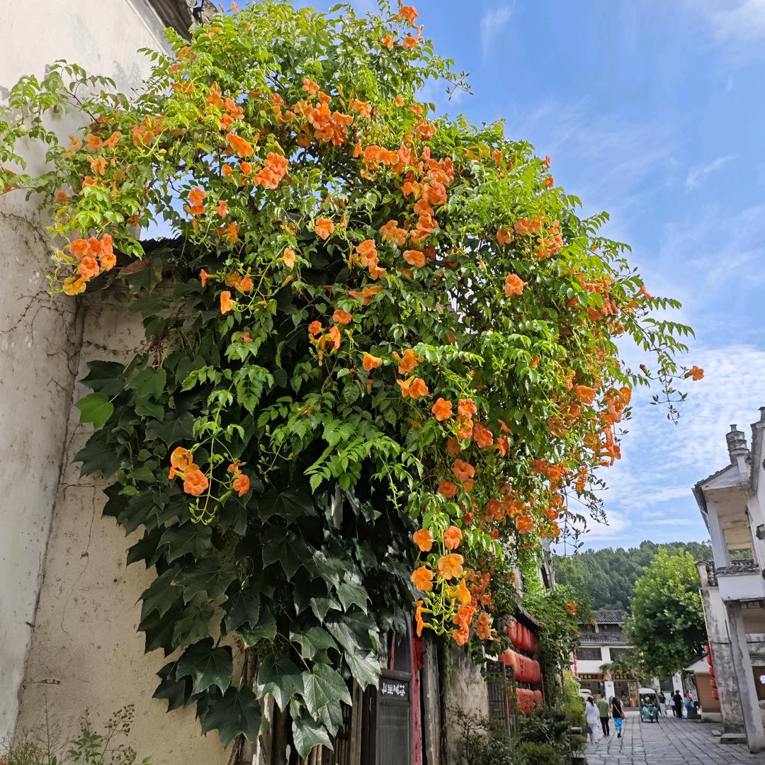 玲玲子的朋友圈