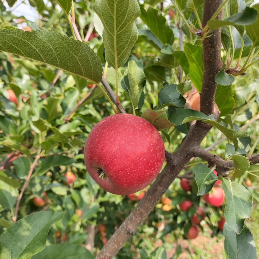 Apple武凯凯kikey