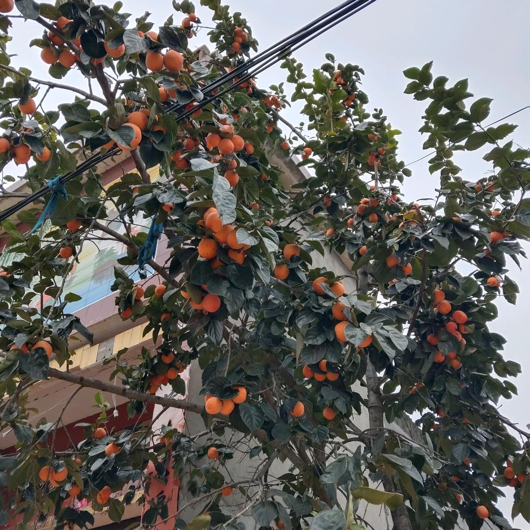 plyx👨‍👩‍👧‍👧