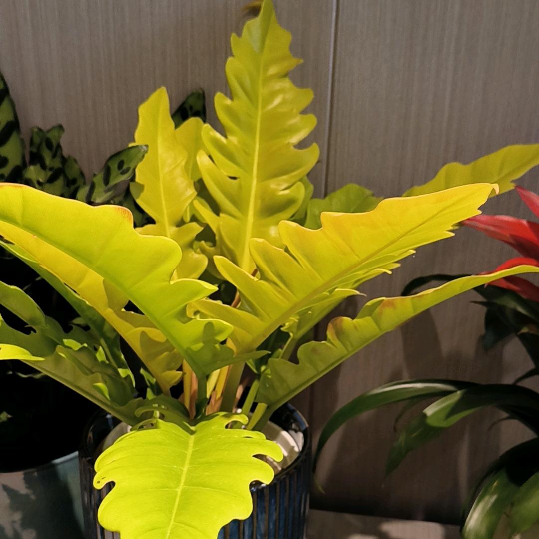 🍃爱不止于七夕🍃º⁸²³