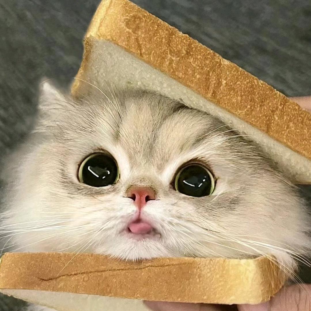 @夹心小猫