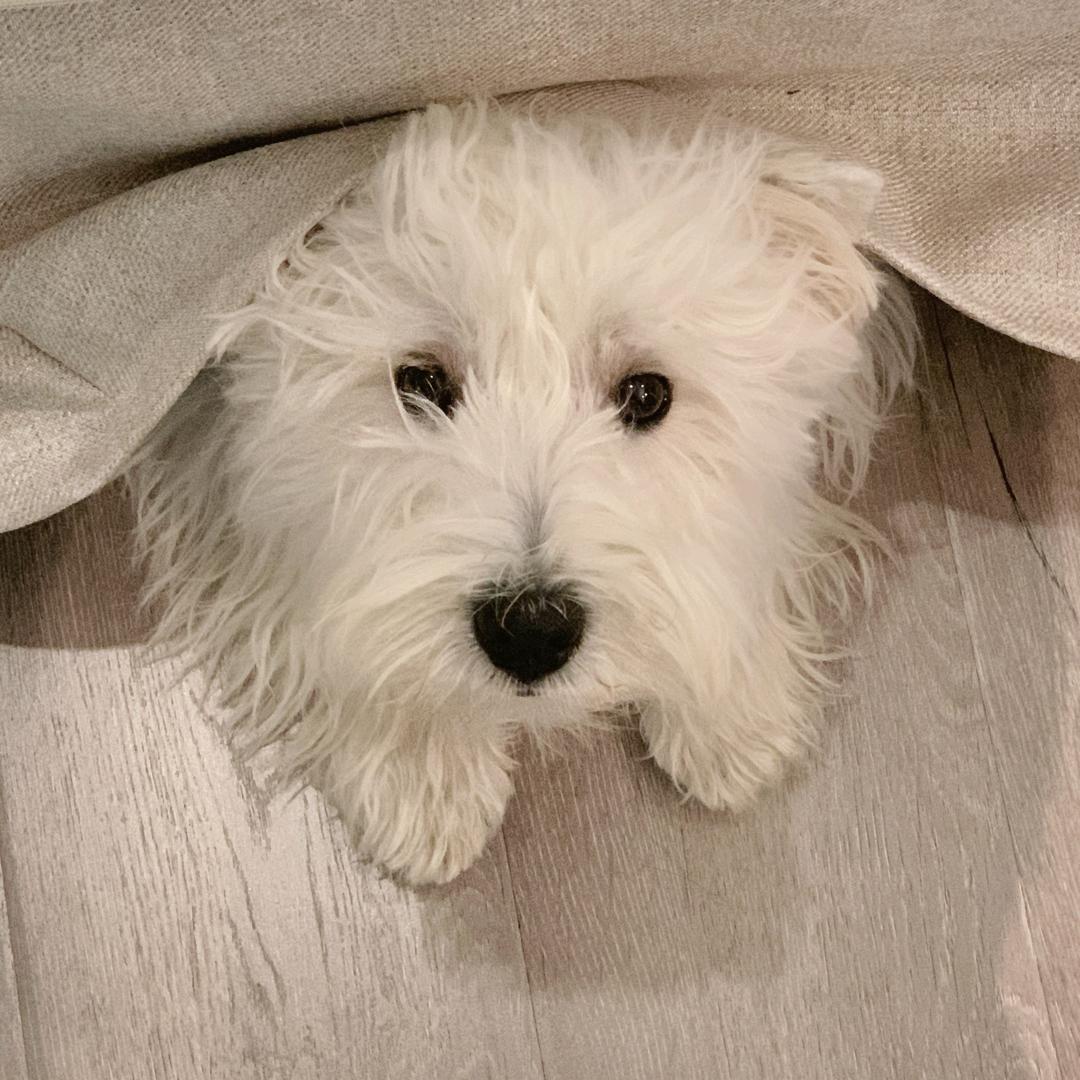 狗狗公园Doggie Park