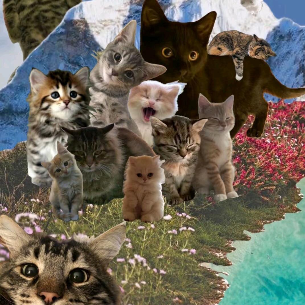 小猫我看你骨骼清奇天赋异禀