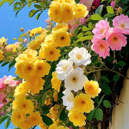 一個孤身奮戰到底的人