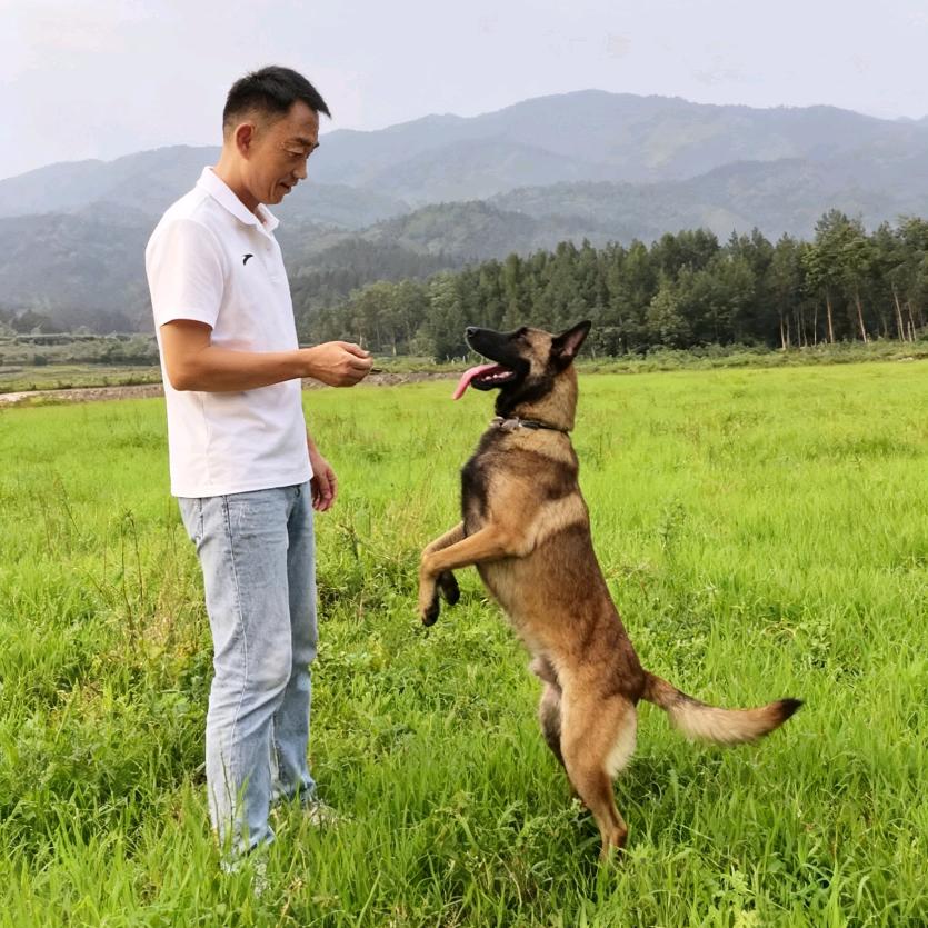马犬 明哥CROWN