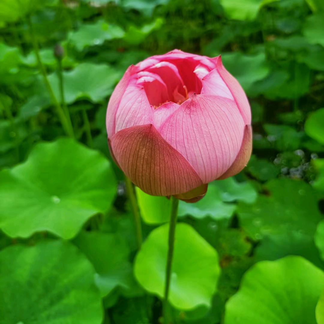 🚬涅槃ᝰꫛ重生ꪝ