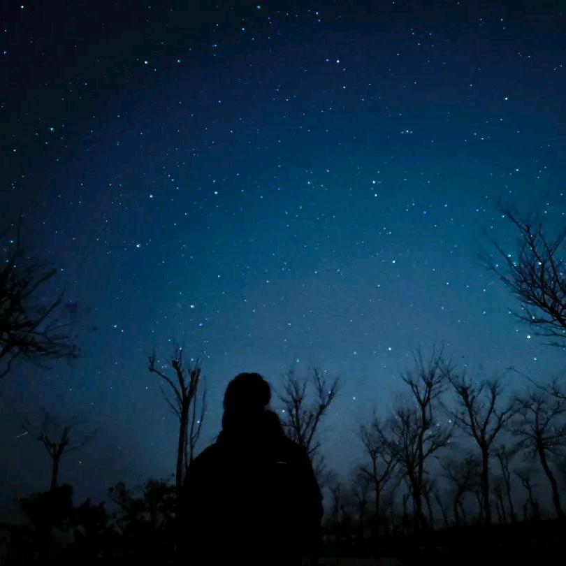 地主家自由的狗