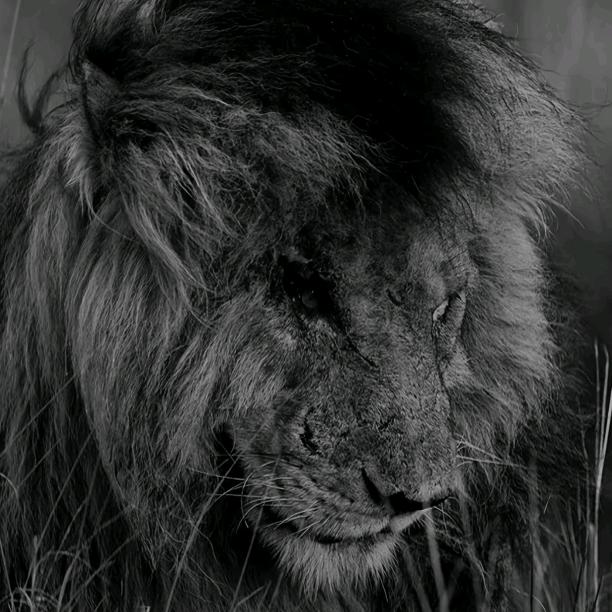 推荐的都是高质，转发的更加高质