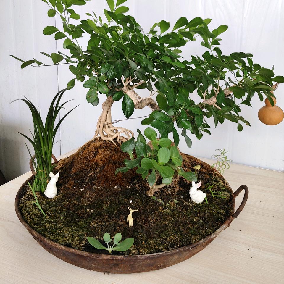 风生水起z