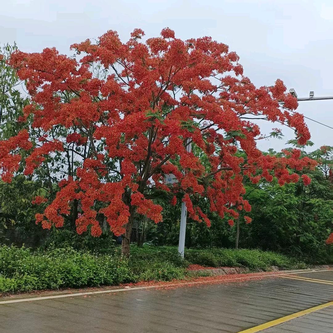 依然还在