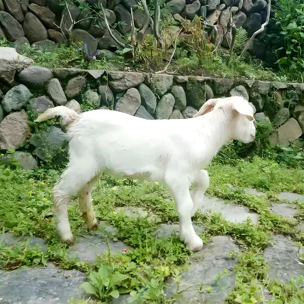 青青河边草