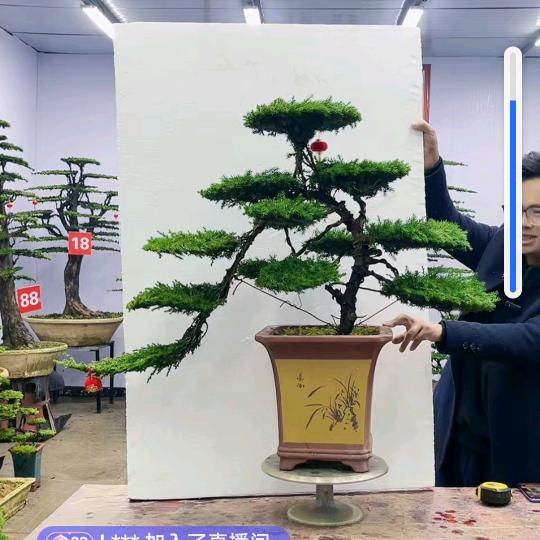 准备养土蜂