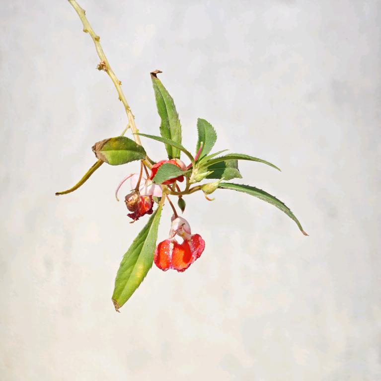 涂涂不爱吃萝卜